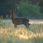 dlugas-nature-9618381_1920