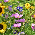 ralphs_fotos-flowers-3598555_1920